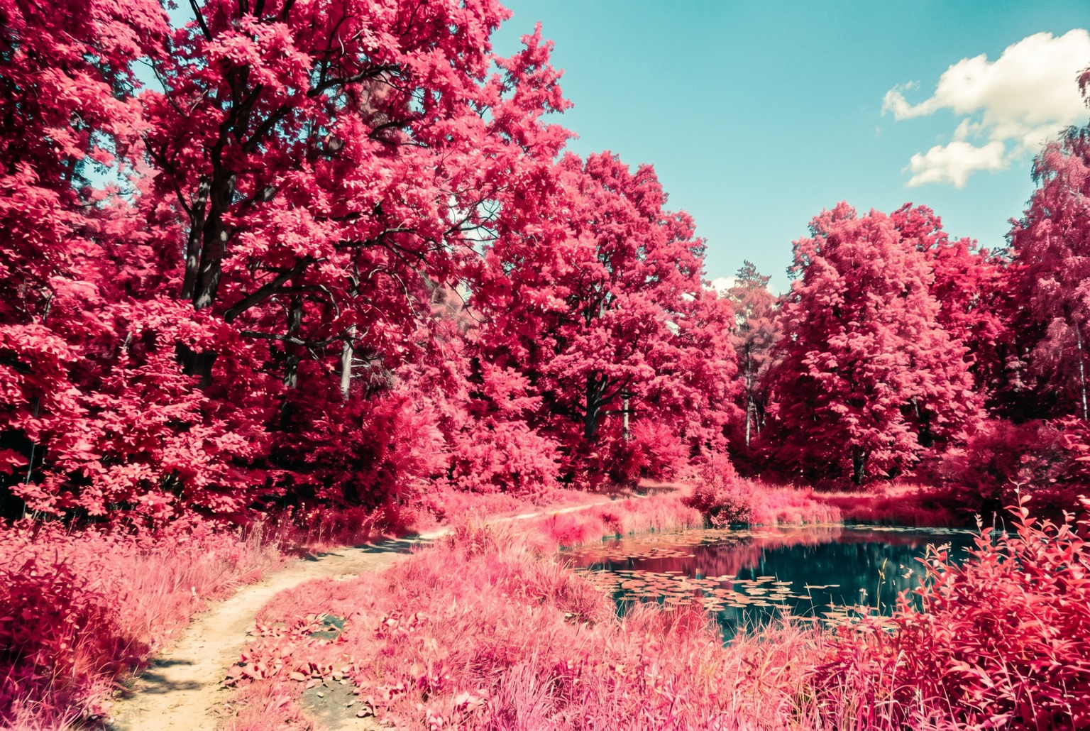 Infrared Film — Aerochrome sample result